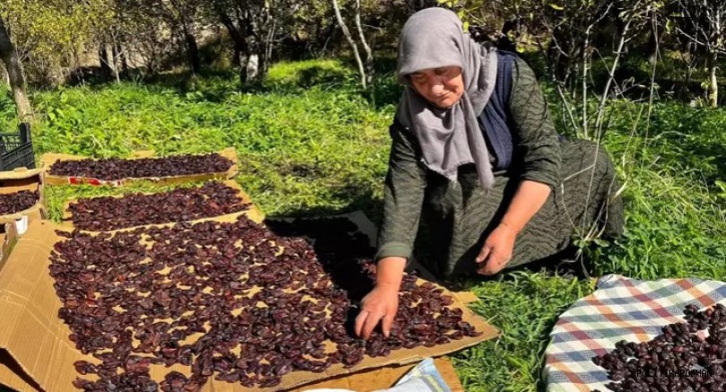 Cancur eriğinde hasat, festival ile başladı