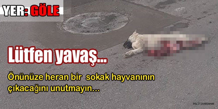 Lütfen yavaş, sokak hayvanları var
