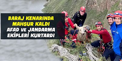 Ardahan'da kayalık bölgeye düşen koyunu ekipler kurtardı