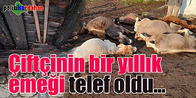 Bir yıllık emeği telef oldu!