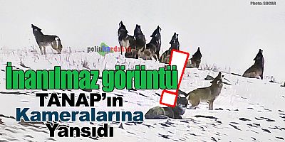 Bozkurtlar TANAP kamerasında!
