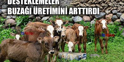  Buzağılar desteğe hazır