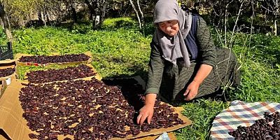 Cancur eriğinde hasat, festival ile başladı
