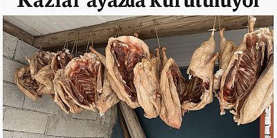 Kazlar kesildi, ayazda kurutulmaya başlandı