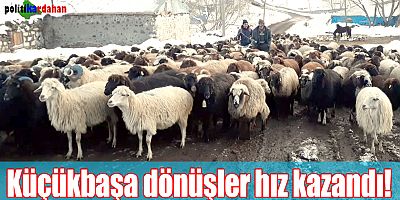 Küçükbaşa dönüşler hız kazandı!