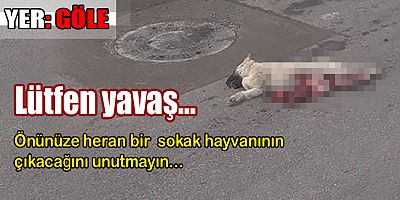 Lütfen yavaş, sokak hayvanları var