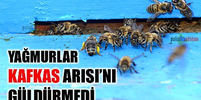 Yağmurlar Kafkas Arısını güldürmedi