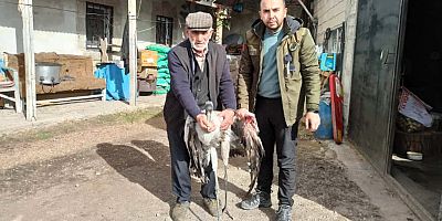 Yaralı Turna Kuşu tedavi altına alındı